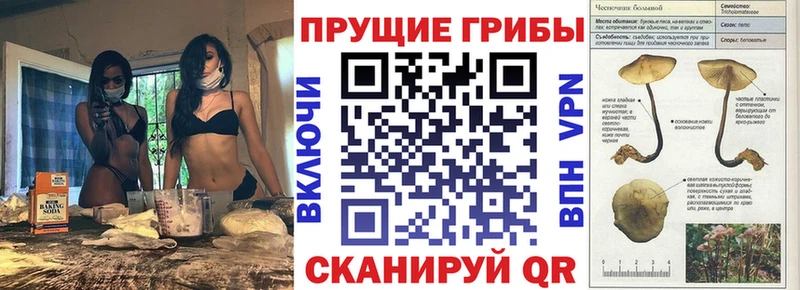 Псилоцибиновые грибы Psilocybe  Сортавала 